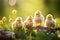 Spring Chicks Amidst Blooming Flowers