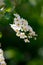 Spring Choke Cherry Flowers