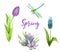 Spring clip art set with purple tulip, muscari, crocus and dragonfly