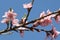 Spring close up of beautiful nectarine tree pink blooming flower with petals