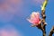 Spring close up of beautiful nectarine tree pink blooming flower with petals and green offshoot
