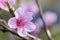 Spring close up of beautiful nectarine tree pink blooming flower with petals and green offshoot