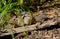 Spring Closeup Of Eastern Chipmunk