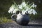 Spring closeup with snowdrops in handmade vase of black pottery