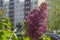 Spring cluster of purple lilac buds growing in city courtyard. On background can see blurry apartment building and tops of cars