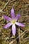 Spring Colchicum