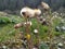 Spring is cold.  Dandelions closed.  Mountains of the Carpathians, the village of Slavske.  Scenery.