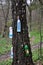 Spring collect birch sap_4