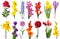 Spring collection of flowers bell, phlox, tulip, crocus, daffodil, gladiolus, delphinium, daylily, canna