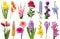 Spring collection of flowers crocosmia, iris, eremurus, bell, phlox, tulip, crocus, daffodil, gladiolus, gerbera, delphinium