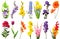 Spring collection of flowers fern, poppy, crocosmia, iris, bell, phlox, tulip, daffodil, gladiolus, delphinium