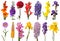 Spring collection of flowers gladiolus, delphinium, eremurus, aster, hyacinth, iris, daylily, canna isolated on a white