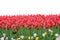 Spring coloful tulip bulb flower field isolated