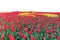 Spring coloful tulip bulb flower field isolated