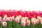 Spring coloful tulip bulb flower field isolated