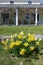 Spring: colonial house porch with yellow daffodils