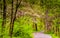 Spring color along a road through a forest in Lancaster County C