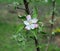 Spring color of apple, open flowers and buds