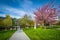 Spring color and walkway at Loyola University Maryland, in Baltimore, Maryland.