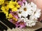 Spring colored daisies and piano