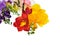 Spring colorful freesia flowers isolated