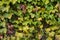 Spring colorful leaves of ivy hedera helix plant clinging and climbing on the wall, Dublin, Ireland. Hedera helix