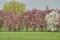 In spring, colorfully blooming trees in the park