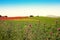 Spring colors, wild country flowers fields, Italy