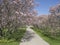 Spring Colour trees in Niagara fall. Canada