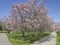 Spring Colour trees in Niagara fall.Canada