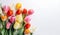 Spring colourful tulip flowers on white background fit for Valentine\\\'s Day, Easter, Birthday, Happy Women\\\'s Day,