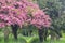 Spring colours in the Old Cemetery Southampton Common