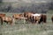 Spring colts on the Dakota grasslands near Newtown