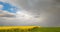 Spring. Colza Seeds. Oil. Field. Stormy Sky