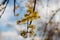 Spring always comes back, flowering tree