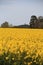 Spring Comes To Glastonbury - The Tor Viewed From A Field of Rape Seed.