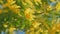 Spring Is Coming. Acacia With Yellow Flowers Or Mimosa Tree. Womens Day And Easter Greeting Background. Nature