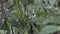 Spring is coming concept: closeup of a European goldfinch Carduelis Carduelis on a loquat branch with a tuft of white fur in its