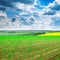 Spring corn field and sky