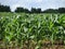 Spring Corn Field in Tennessee