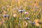 Spring cornflower in the field at dusk