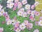 Spring cosmos flowers through rainy window