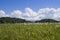 Spring countryside landscape with flowers, Transylvania