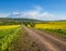 Spring countryside view with dirty road, rapeseed yellow bloomin