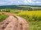 Spring countryside view with dirty road, rapeseed yellow bloomin