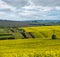 Spring countryside view with dirty road, rapeseed yellow blooming fields, village, hills. Ukraine, Lviv Region