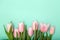 Spring cozy composition. Pink tulips on green pastel background