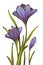 Spring crocus