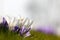 Spring crocus against a white background