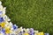 Spring crocus flower border background, grass copy space